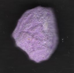 Lion molecular scheme