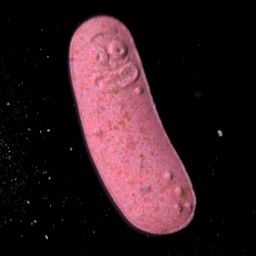 Rick molecular scheme