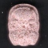 Gas mask molecular scheme