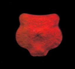 Kenzo molecular scheme