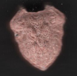 Buffalo molecular scheme