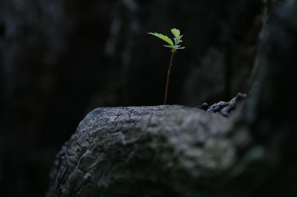 a plant sprouts from rock, a metaphor for surviving and thriving even during difficult circumstances