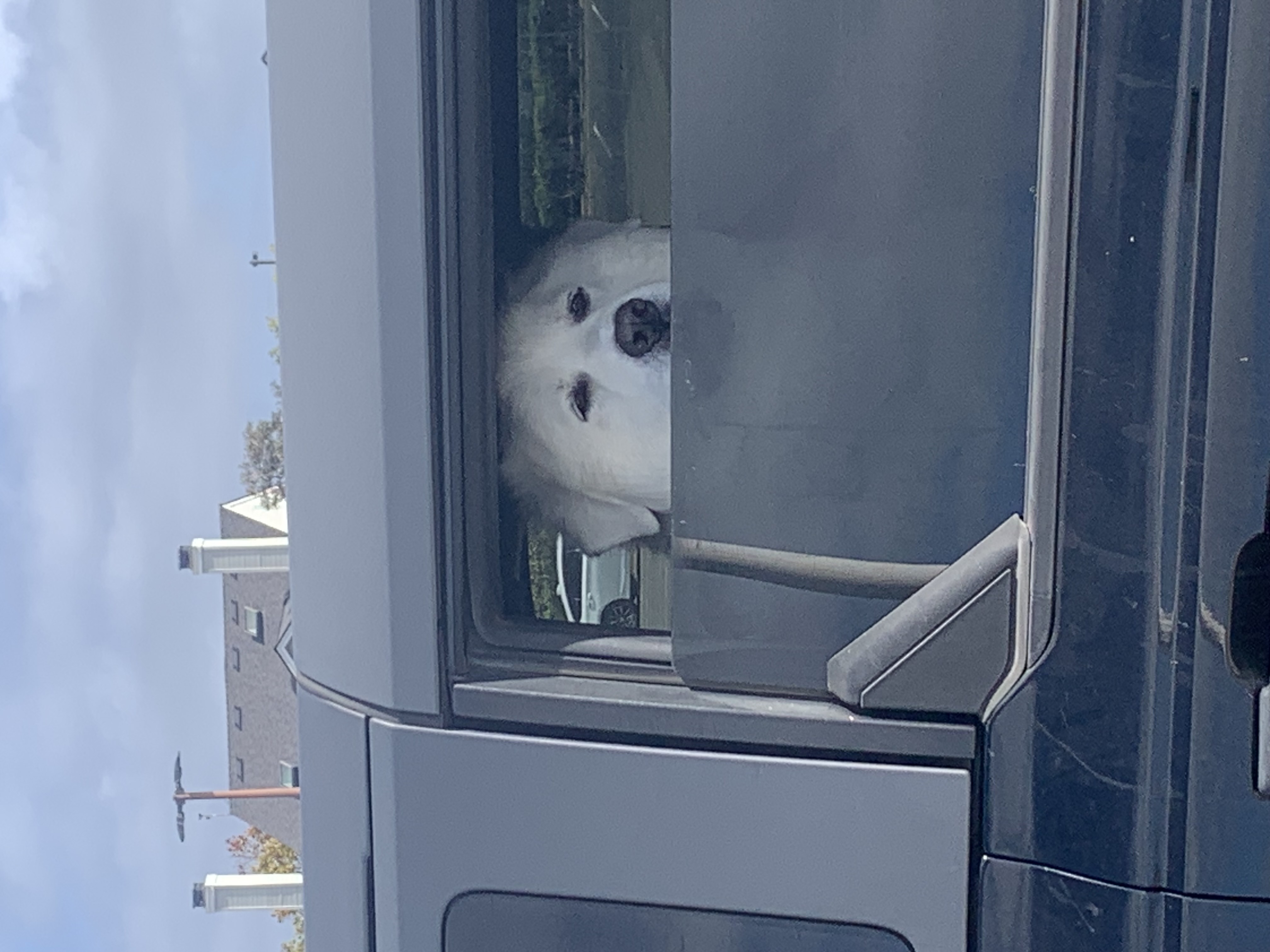 dog sitting