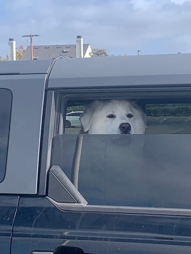 dog sitting