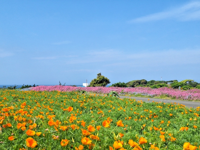 三浦半島 潮風ラリー image 2