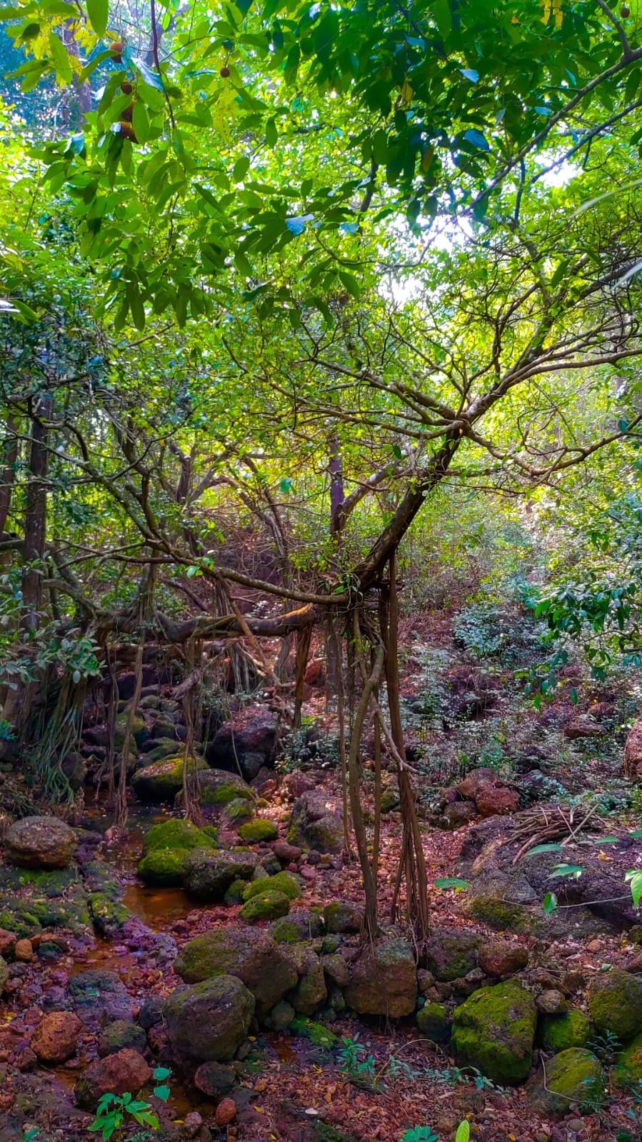 Nature Trail At Ori image 1