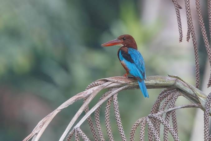 Bird watching at Nivendi image 1