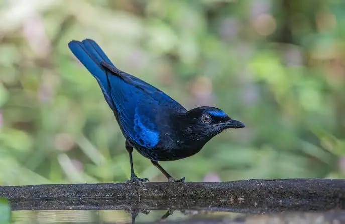 Bird watching at Nivendi image 3