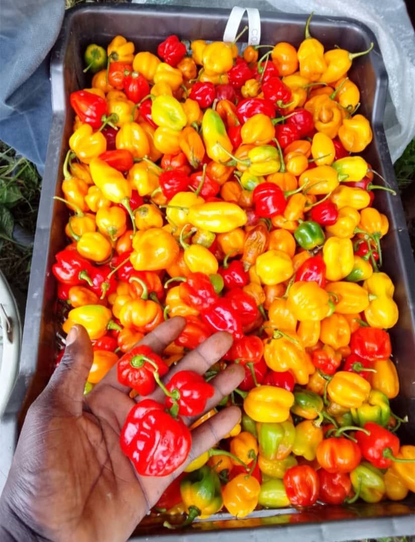 Habanero Pepper