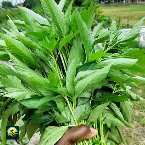 EWEDU( JUTE LEAF)