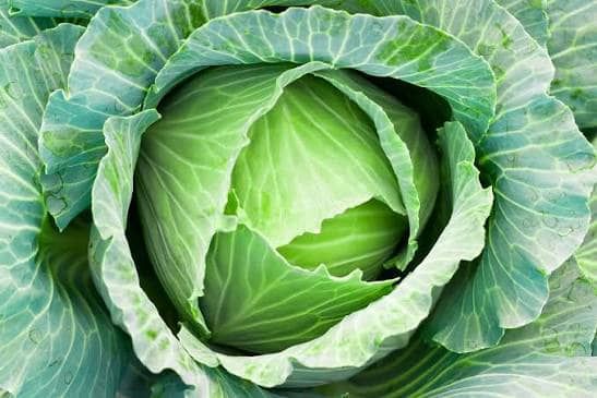 Fresh Cabbages