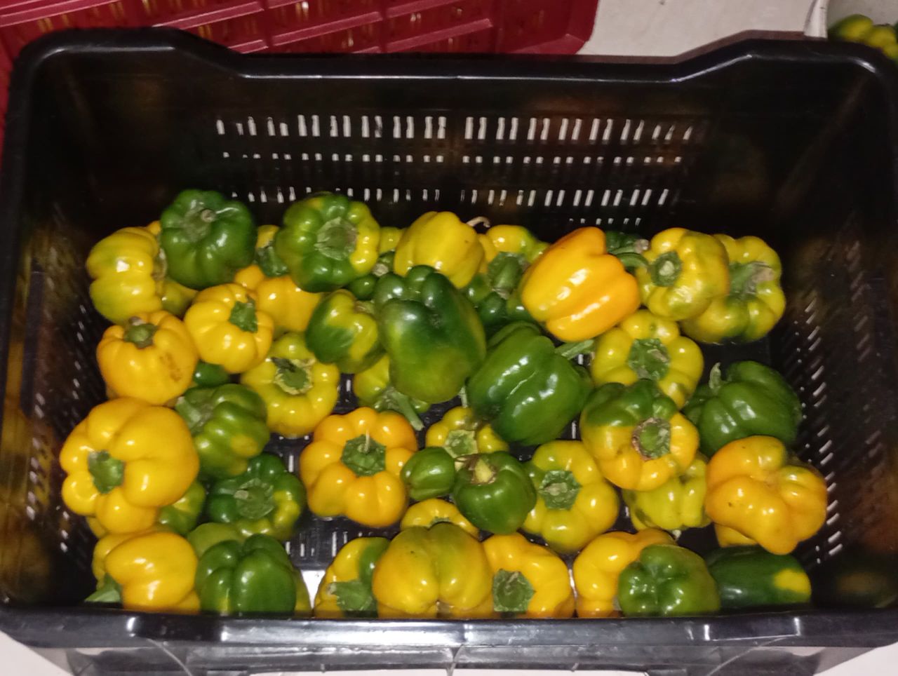 Bell Peppers