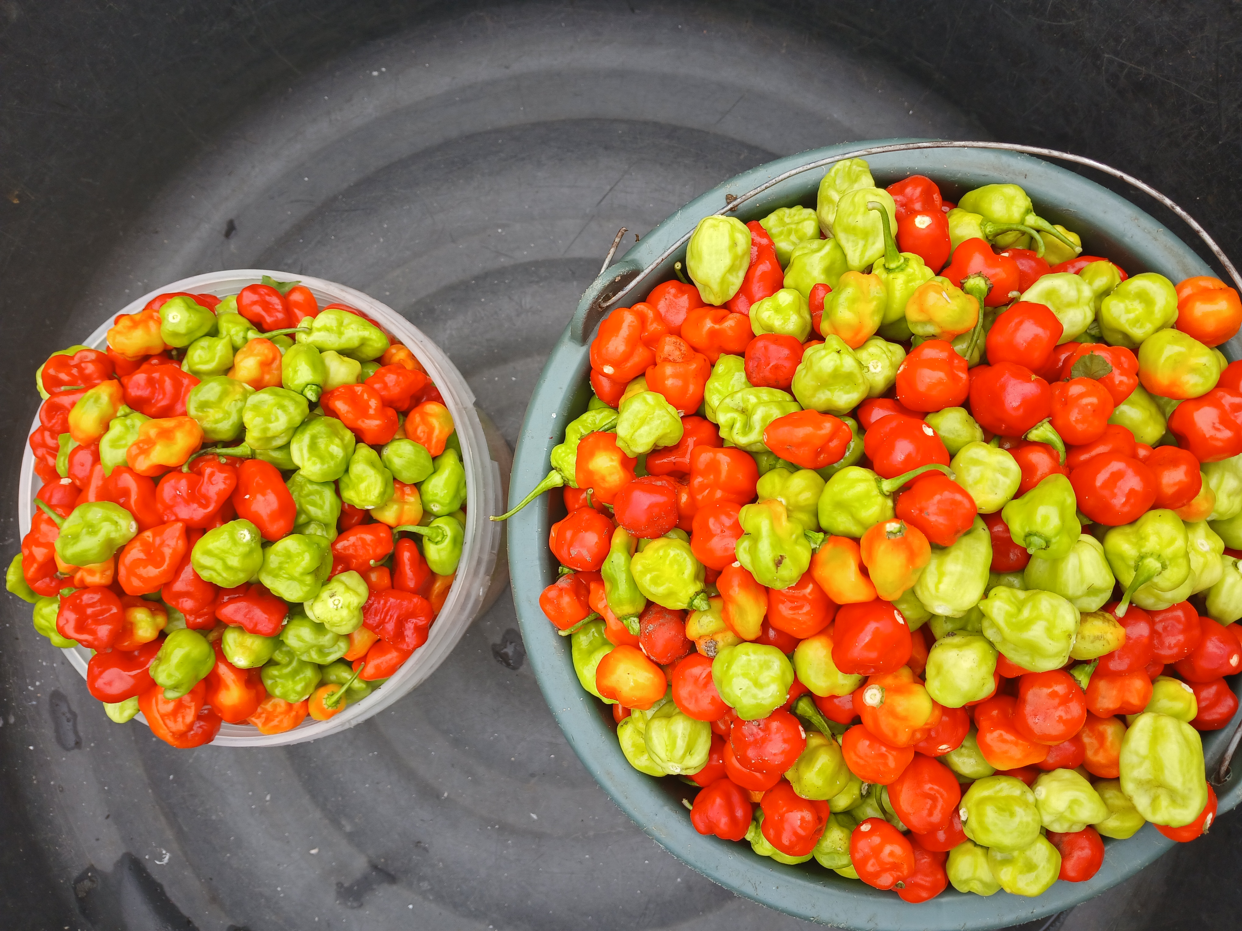 Habanero pepper 