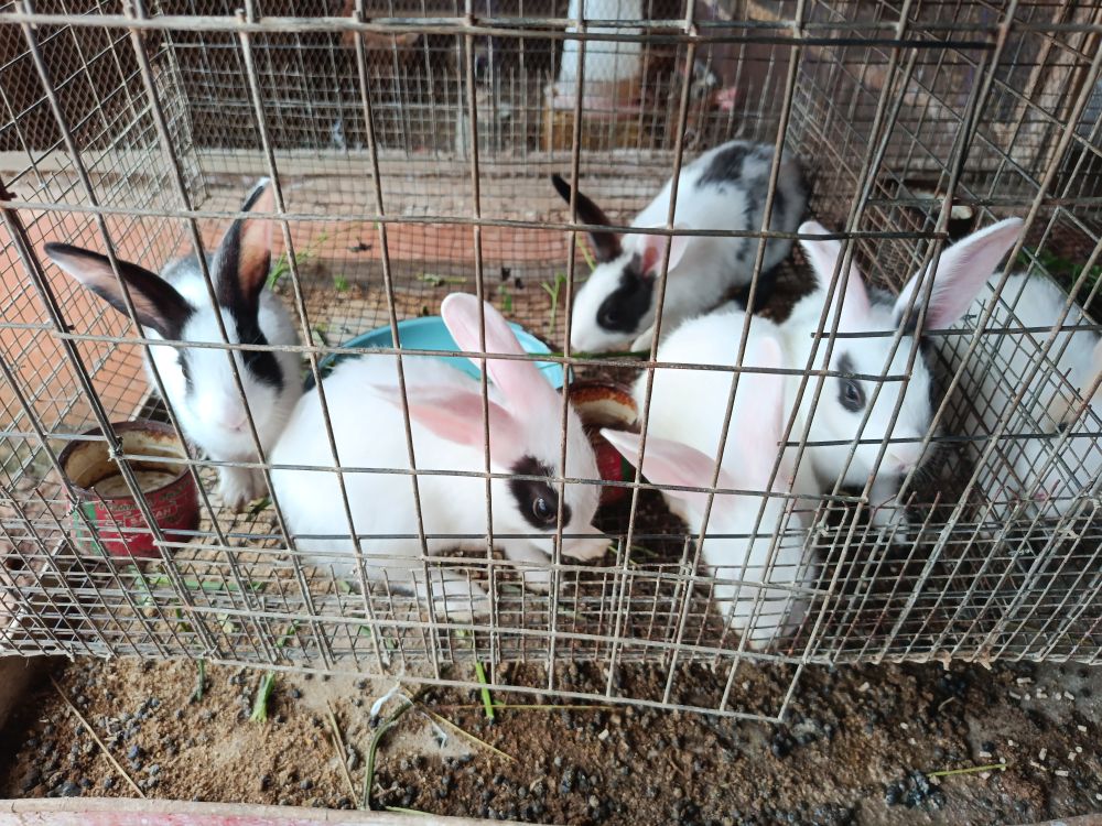 rabbit bunnies & barbecue 