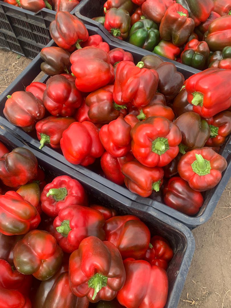 Bell peppers 