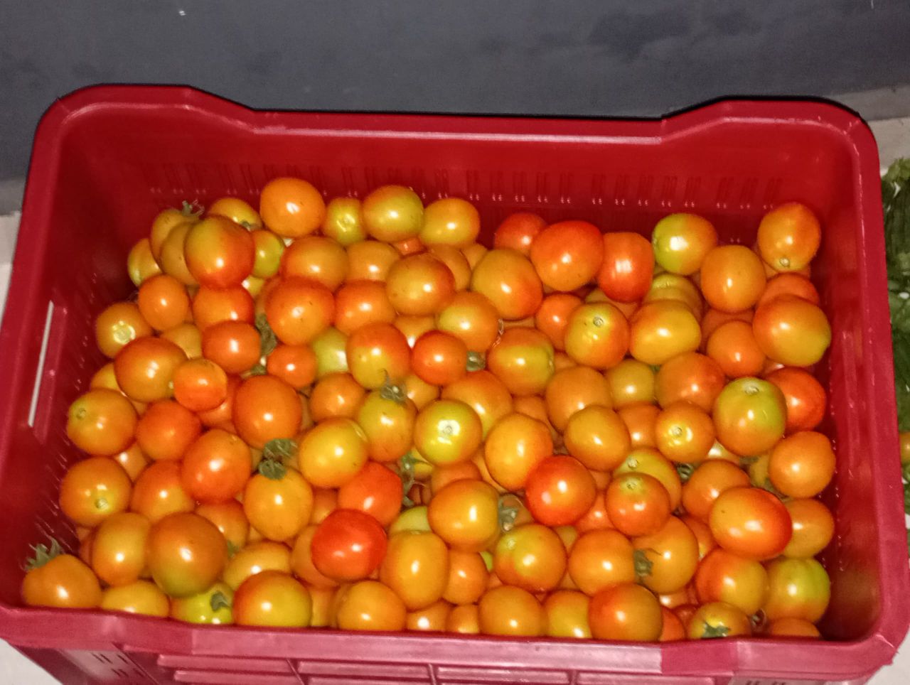 Fresh organic Tomatoes 🍅 