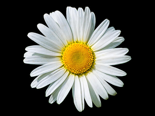 Круг-ромашка