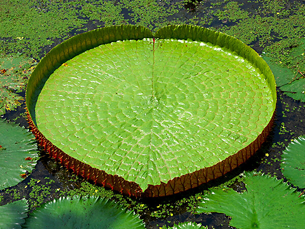 Лист лотуса