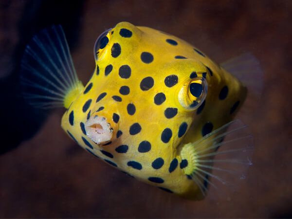 Квадрат — рыба-кузовок