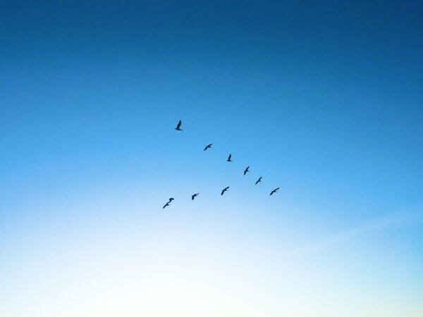 Треугольник — косяк птиц