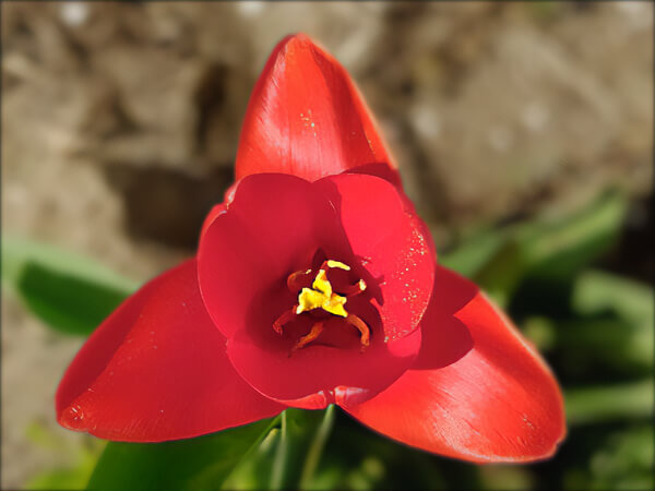 Треугольник-цветок