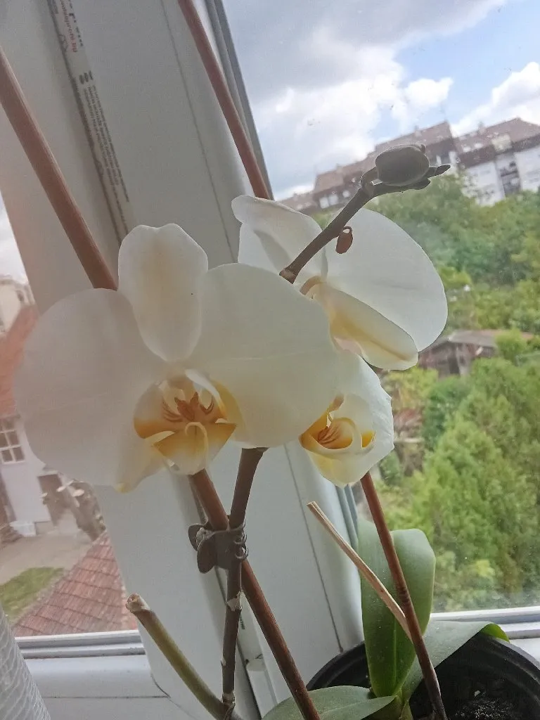 Dragana