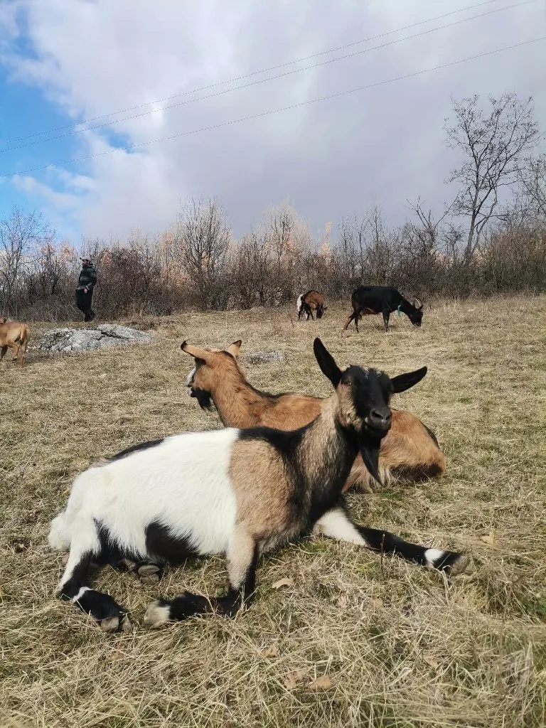 Dodir Duše- FarmLife Medicine-Terapija - 8