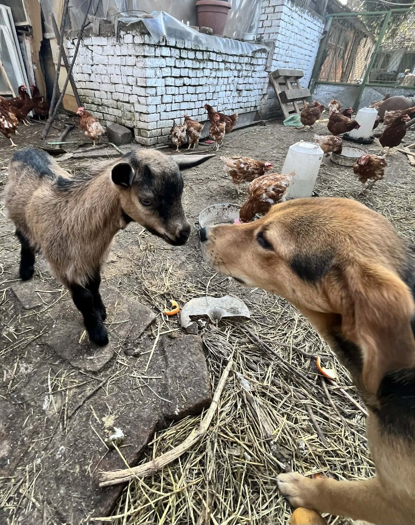 Dodir Duše- FarmLife Medicine-Terapija - 5