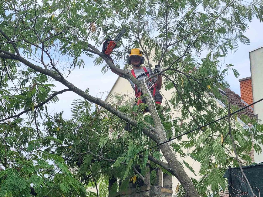 Arborista - 17