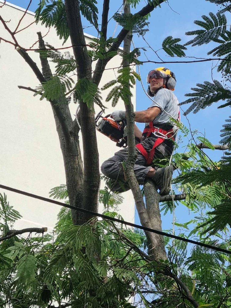 Arborista - 16