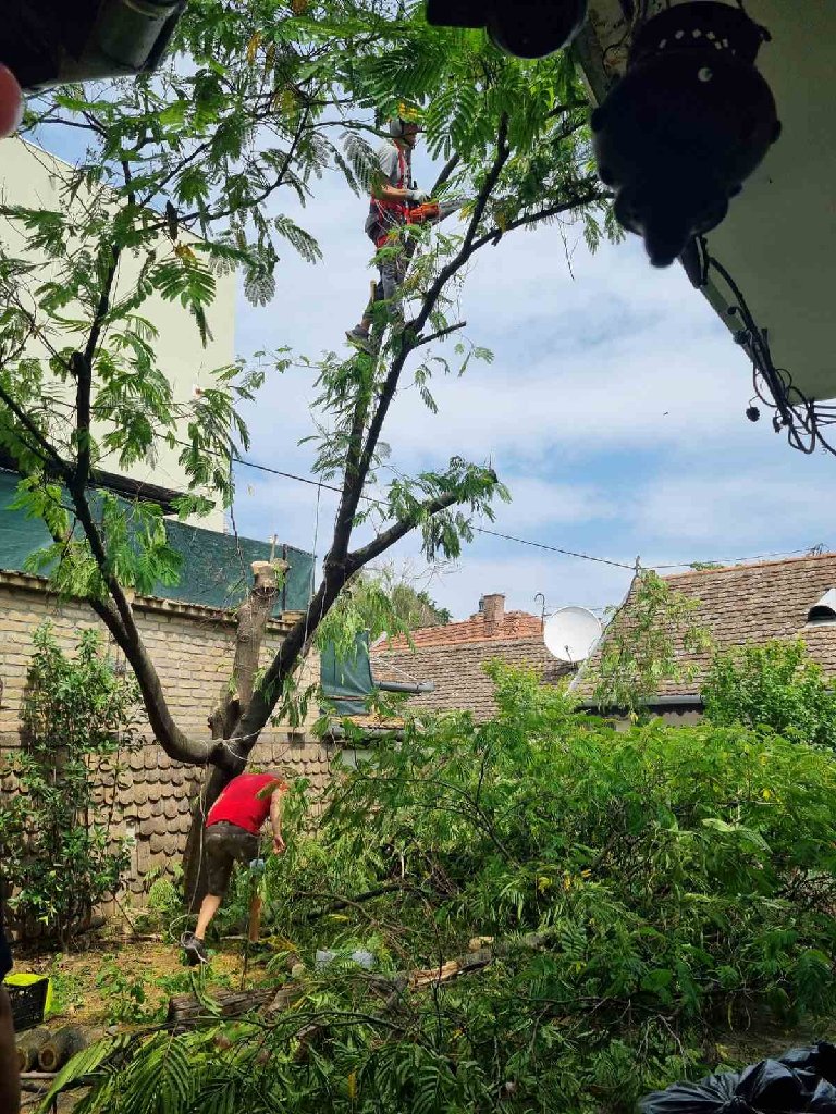 Arborista - 14