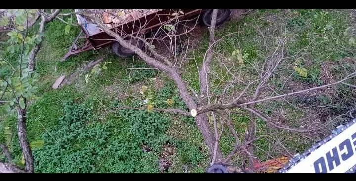 Arborista - 8