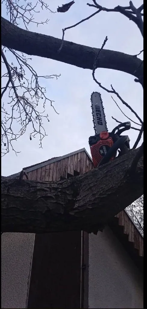 Arborista - 7