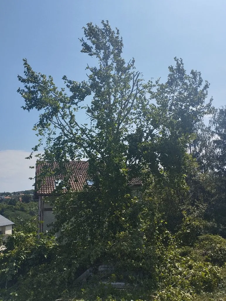 Arborista - 7