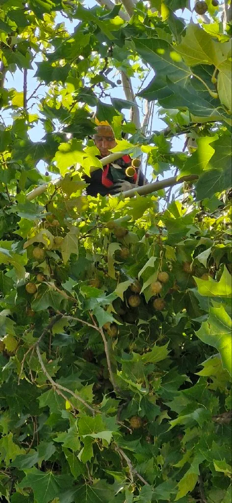 Arborista - 5
