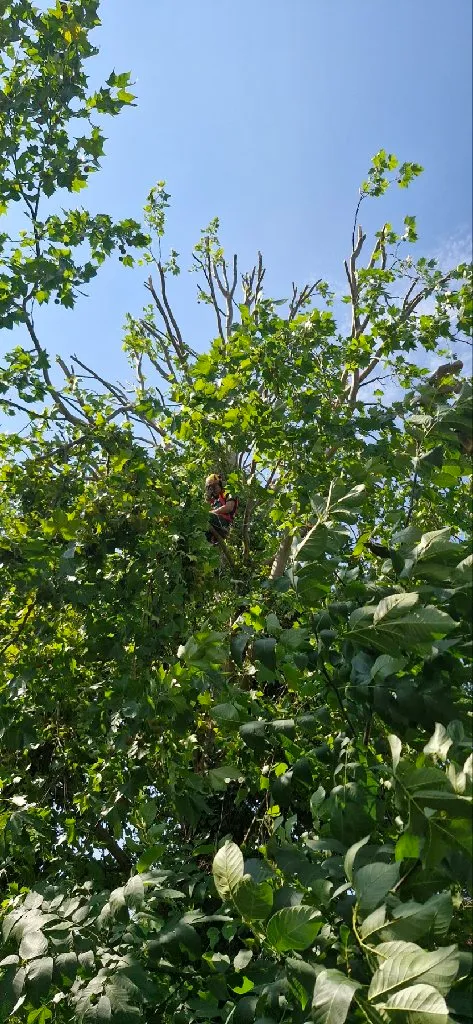 Arborista - 4