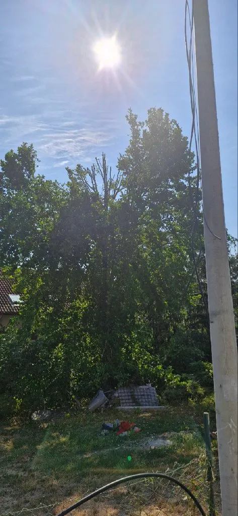 Arborista - 3
