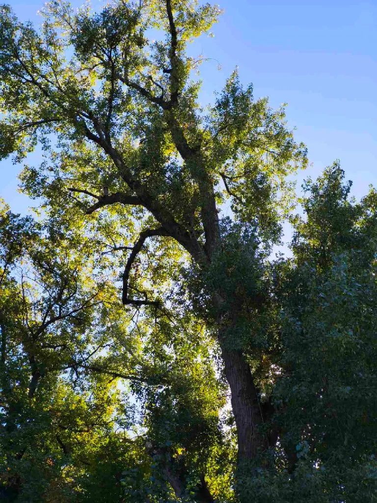 Arborista - 7