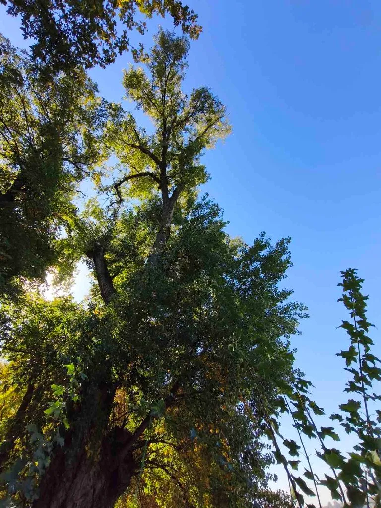 Arborista - 6