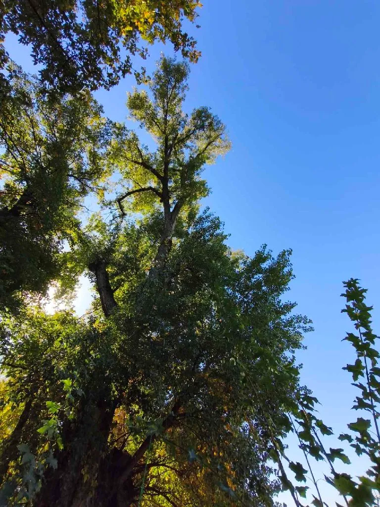 Arborista - 5
