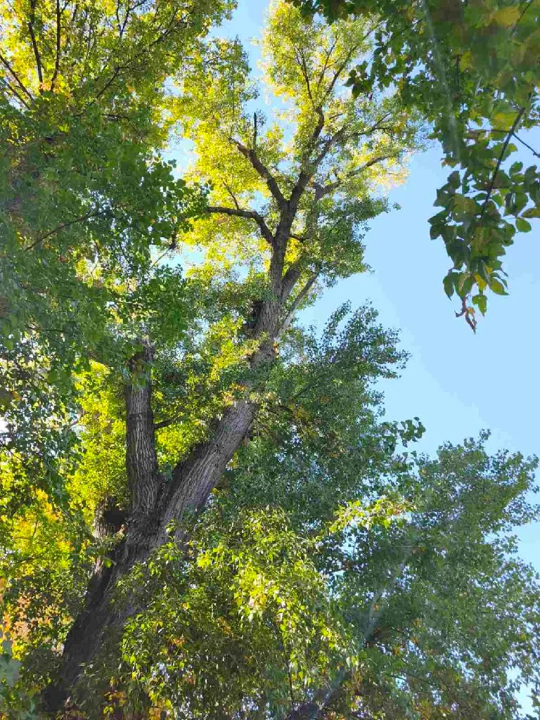Arborista - 4