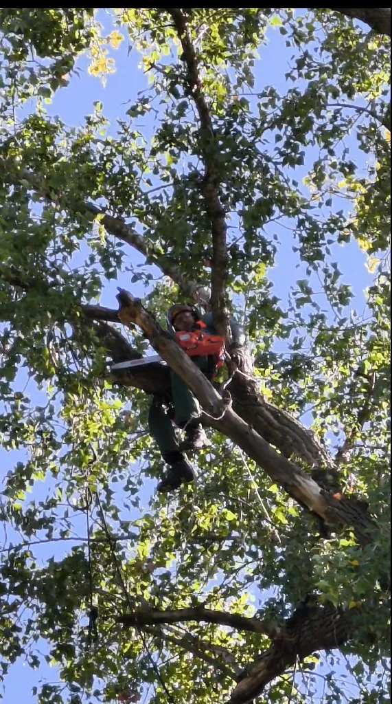 Arborista - 1
