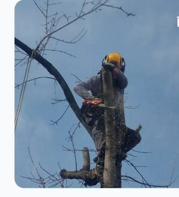 Arborista