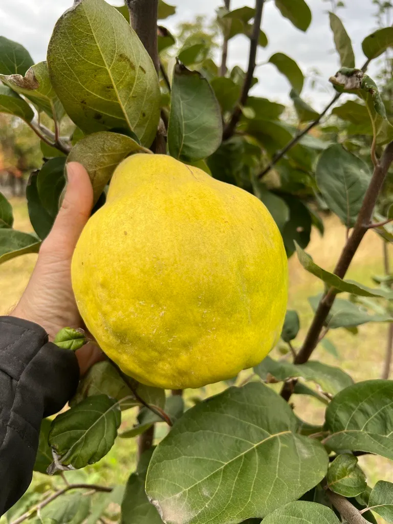 Agronom