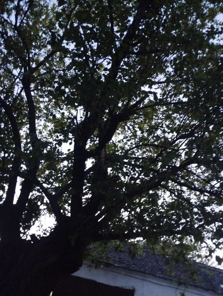 Čišćenje kuca - 1