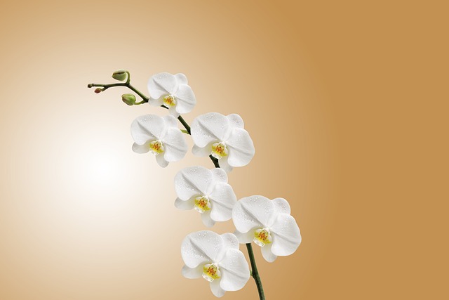 Exotic Orchid Display