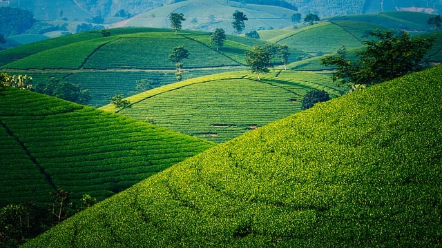 Lakadong Turmeric Landscape