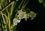 Elegant Lilies