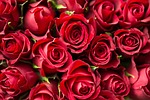 Classic Red Roses