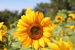 Sunny Sunflowers